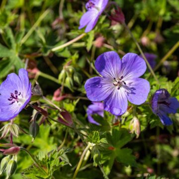 Rozanne Geranium