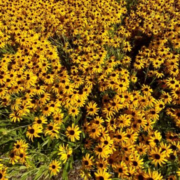 American Gold Rush Rudbeckia