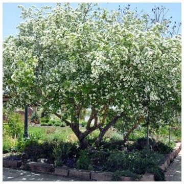 Russian Hawthorn Ambigua