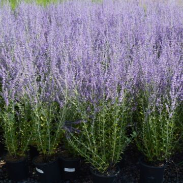 Little Spire Russian Sage