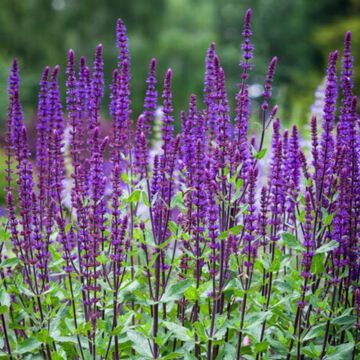 Caradonna Salvia