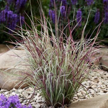 Chameleon Little Bluestem