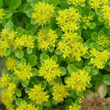 Lemon Drop Sedum