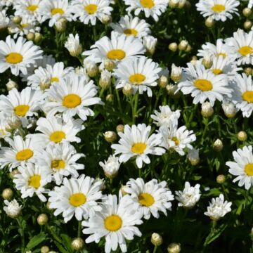 Daisy May Shasta Daisy