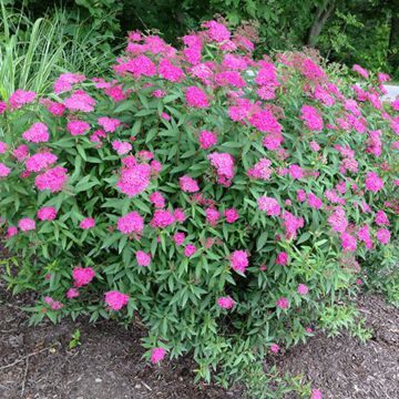 Anthony Waterer Spirea