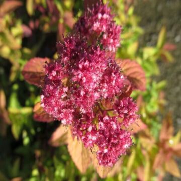 Goldflame Spirea