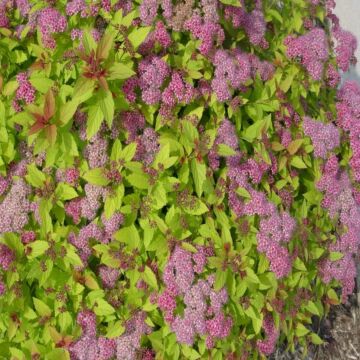 Magic Carpet Spirea