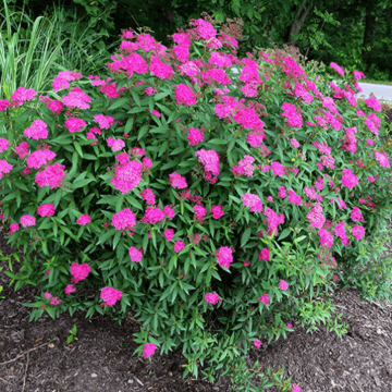 Neon Flash Spirea