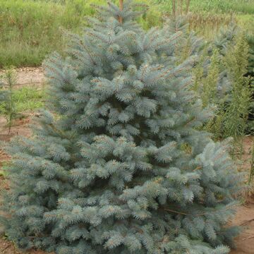 Colorado Blue Spruce