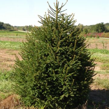 Norway Spruce