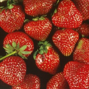 Honeoye Strawberry