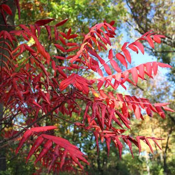 Smooth Sumac