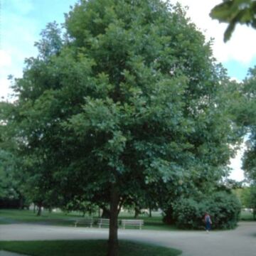 Swamp White Oak