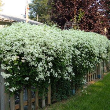 Sweet Autumn Clematis