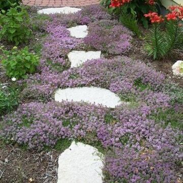 Creeping Thyme mature