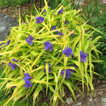 Sweet Kate Spiderwort