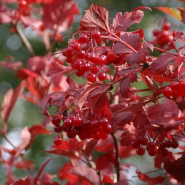 American Cranberrybush Viburnum