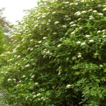 Mohican Viburnum