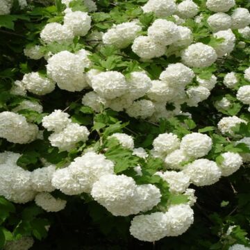 Snowball Viburnum