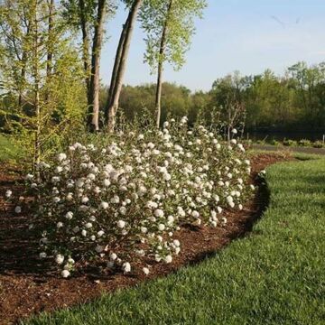 Spice Baby™ Viburnum