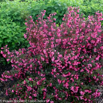 Wine & Roses® Weigela