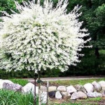 Dappled Willow Tree