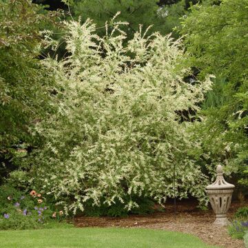 Dappled Willow (Hakuro Nishiki)