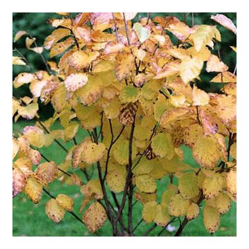 Common Witchhazel