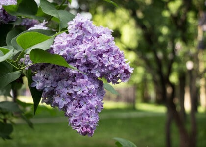 Basic Care for Beautiful Lilacs