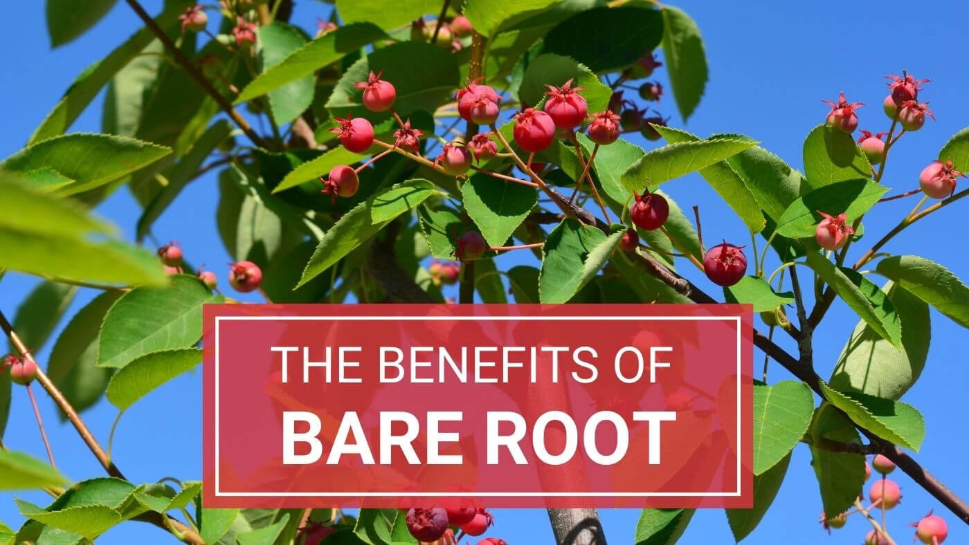 The Benefits of Bare Root Plants