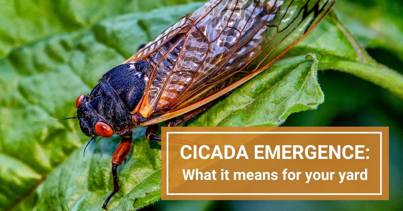 Cicada Emergence 2024: The Impact on Your Garden &amp; Plants