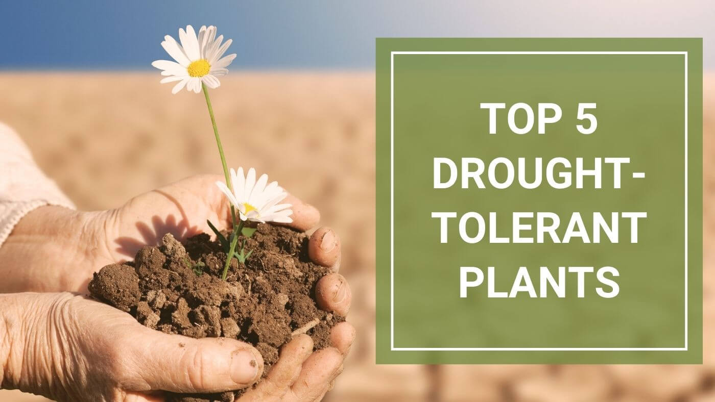 Top 5 Drought-Tolerant Plants