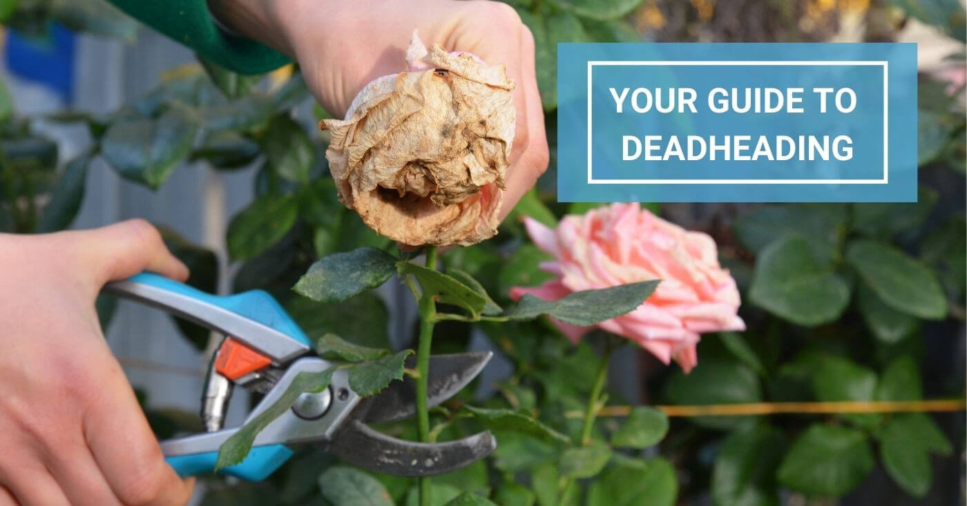 Deadheading Guide