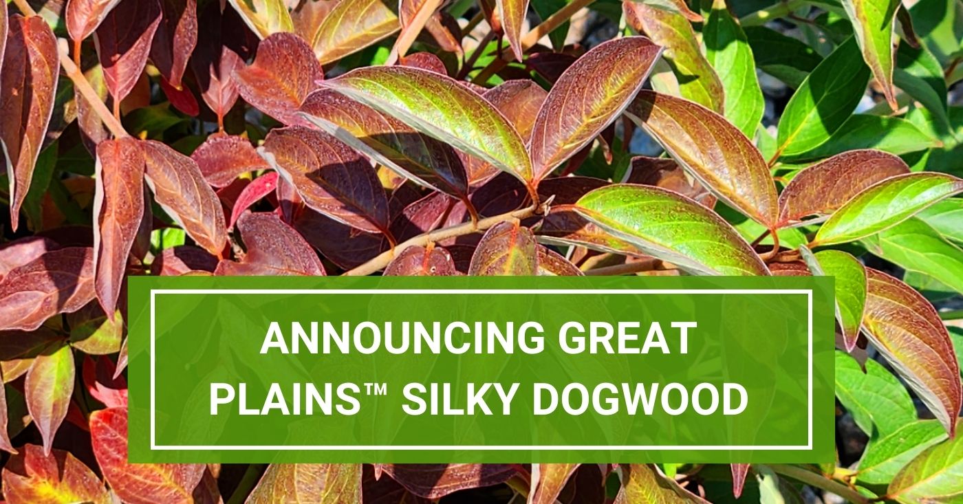 McKay Introduction: the Great Plains™ Silky Dogwood