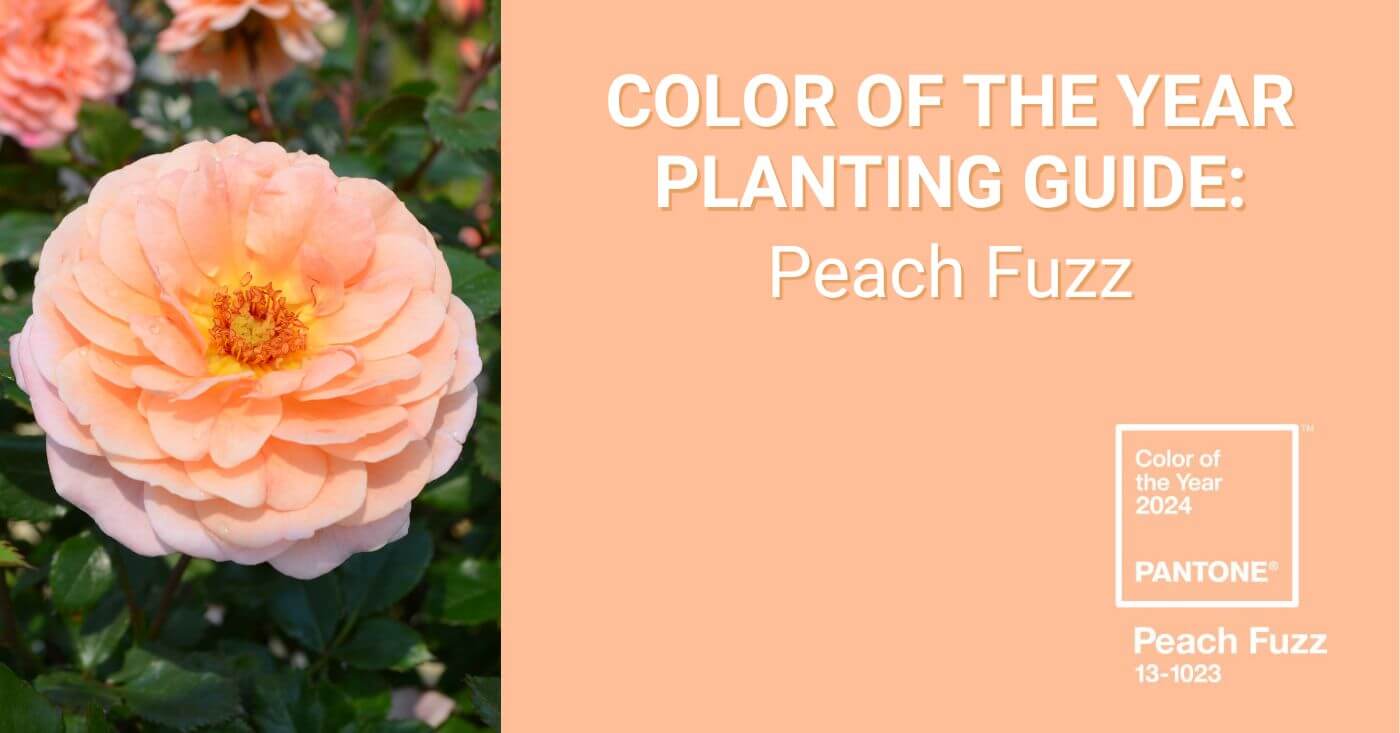 Color of the Year Planting Guide: Peach Fuzz