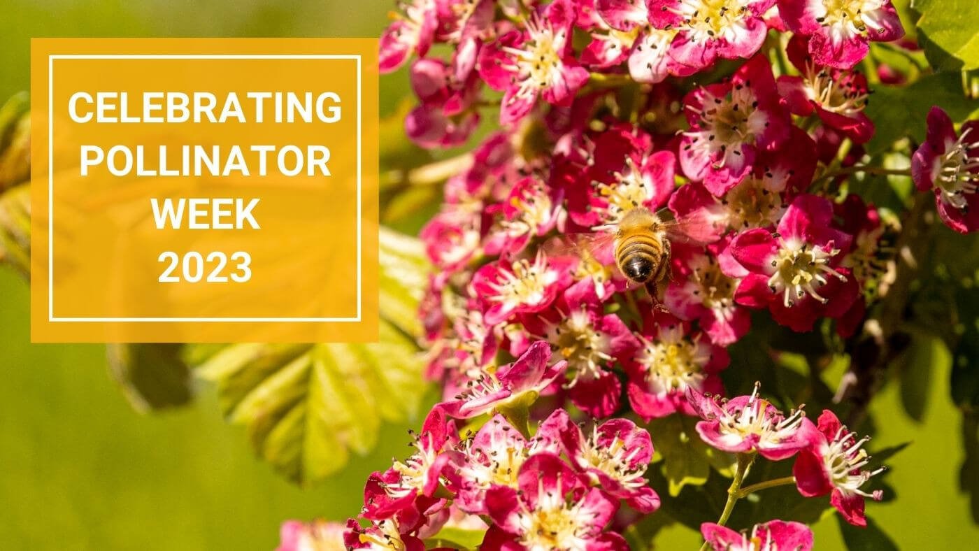 Celebrate National Pollinator Week