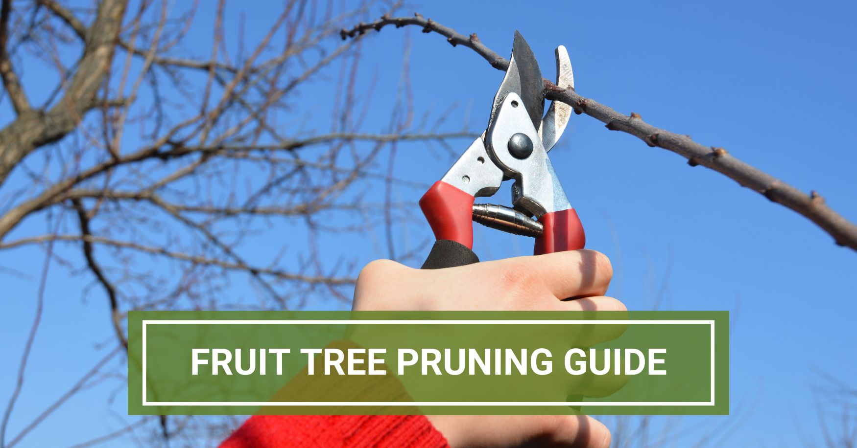 Our Pruning Guide For Fruit Trees, Shrubs and Shade Trees