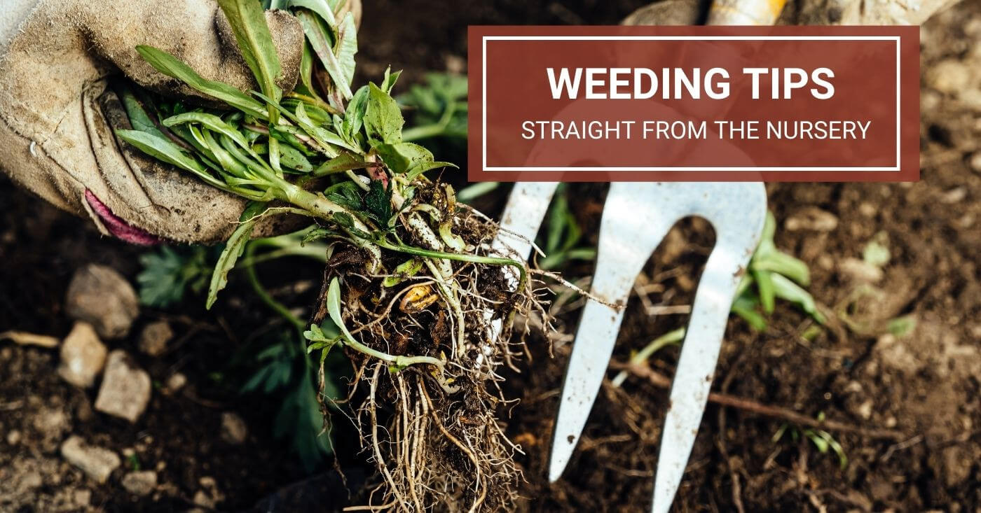 The Green Thumb&#039;s Guide: Weeding Tips Straight from the Nursery