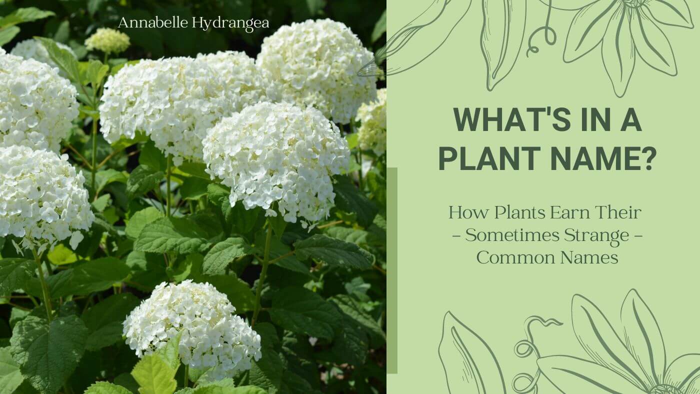 What&#039;s In A Plant&#039;s Name?