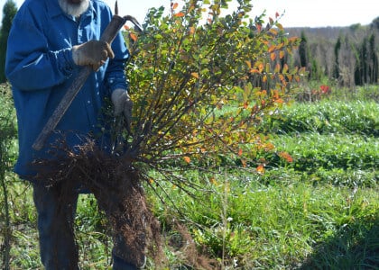 Bare Root - What Is It and How Do You Plant It?