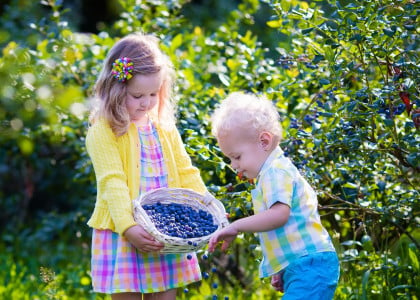 Edible Fruits to Grow in your Backyard