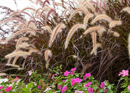 Ornamental Grass - Our Best of the Best