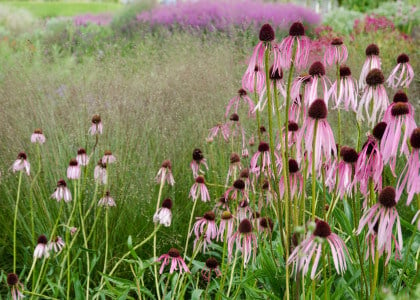 Winter Care For Perennials and Grasses