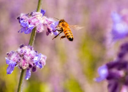 Create a Pollinator Garden