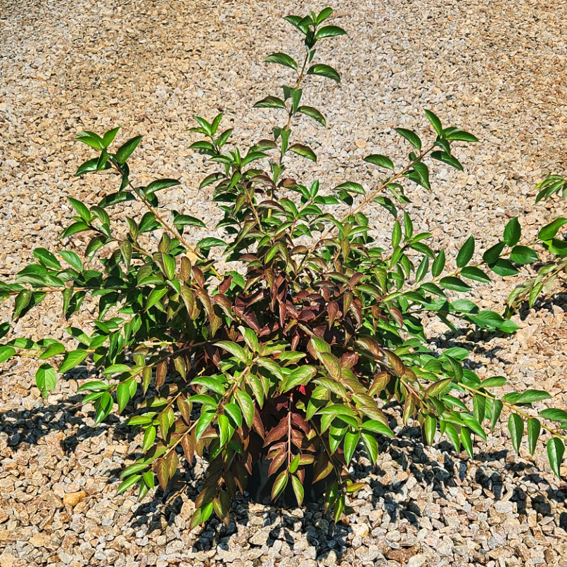 Citrus Swizzle® Dwarf Forsythia